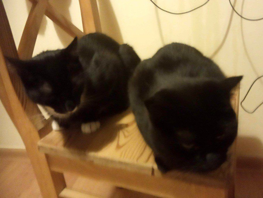 koty okazują uczucia - Reszka i Lucky