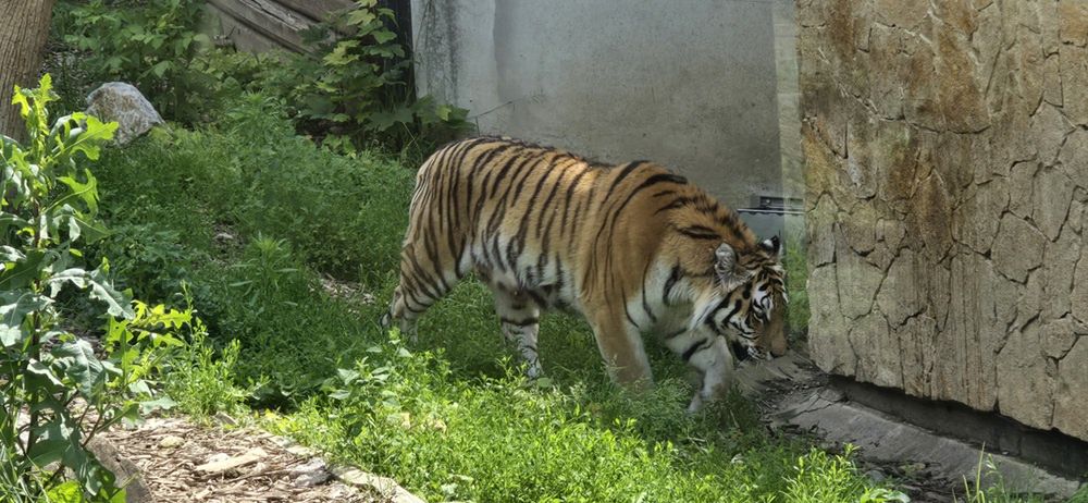 Tygryski syberyjskie z Mamą