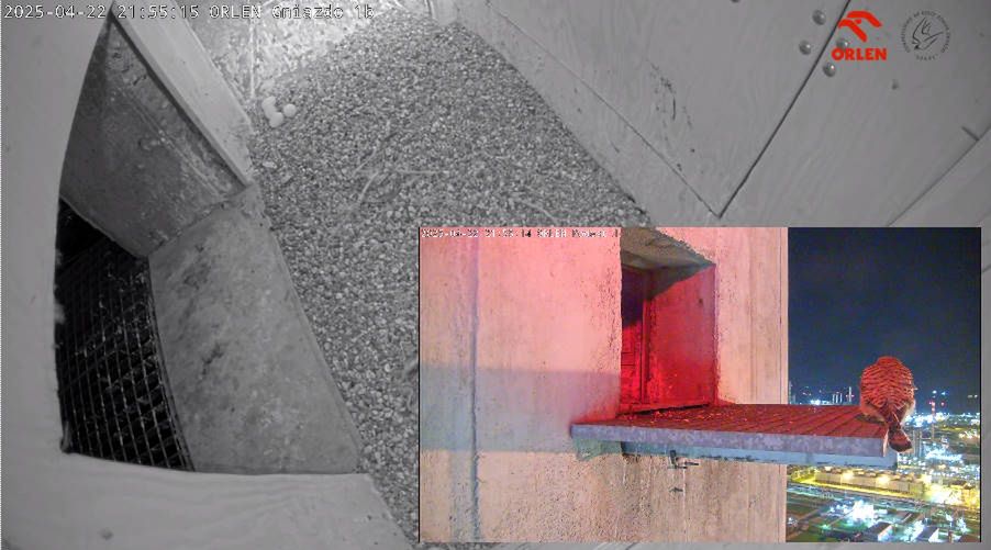 Pustułka złożyła aż 6 jaj