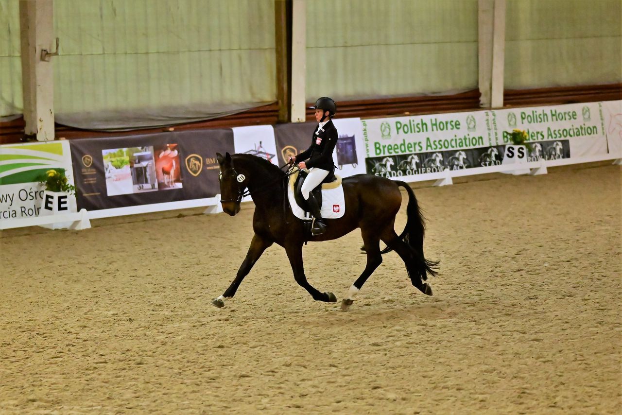 Stado Ogierów w Łącku 