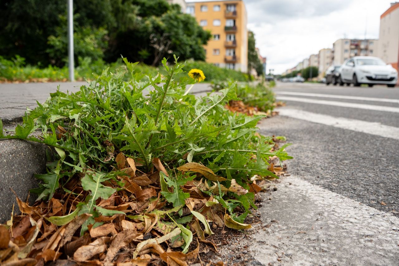 chwasty, zieleń, Piła