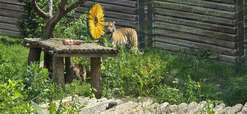 Tygryski syberyjskie z Mamą