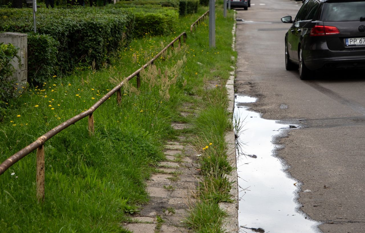 chwasty, zieleń, Piła