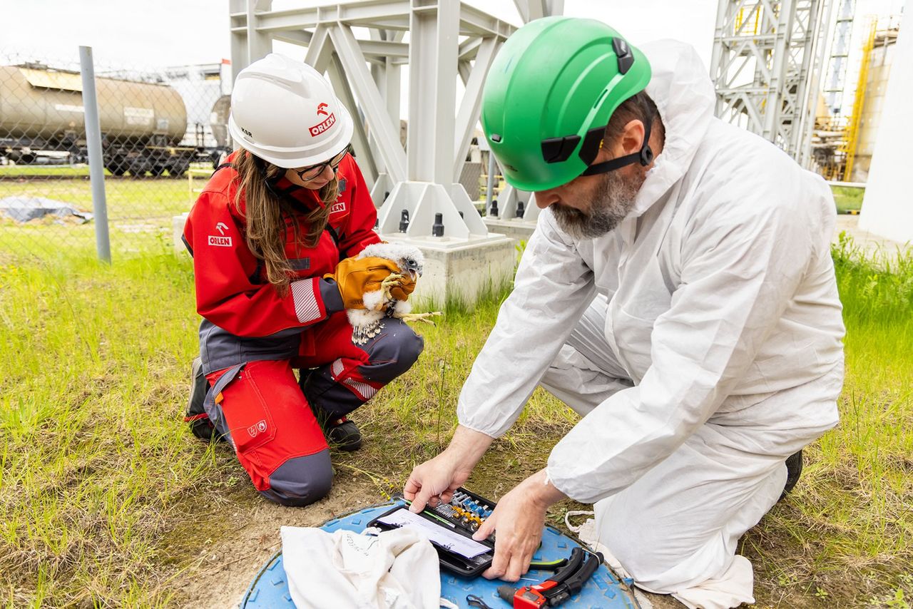 Sokoły już zaobrączkowane
