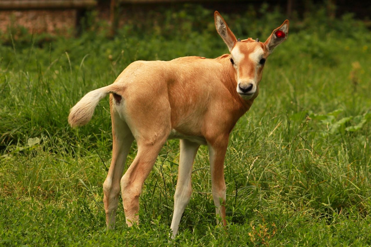 Samiczka przyszła na świat 