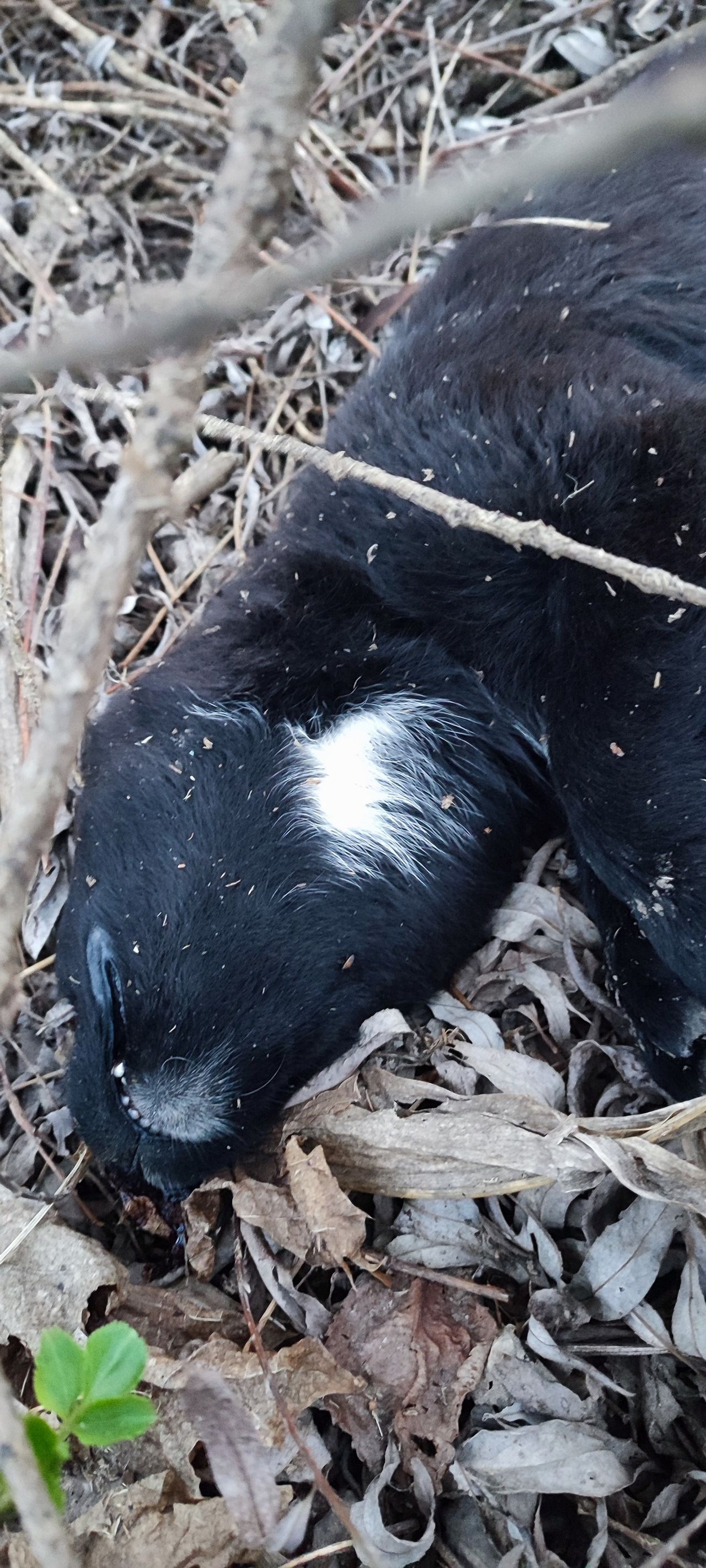 Martwe szczeniaki wyrzucone w krzaki