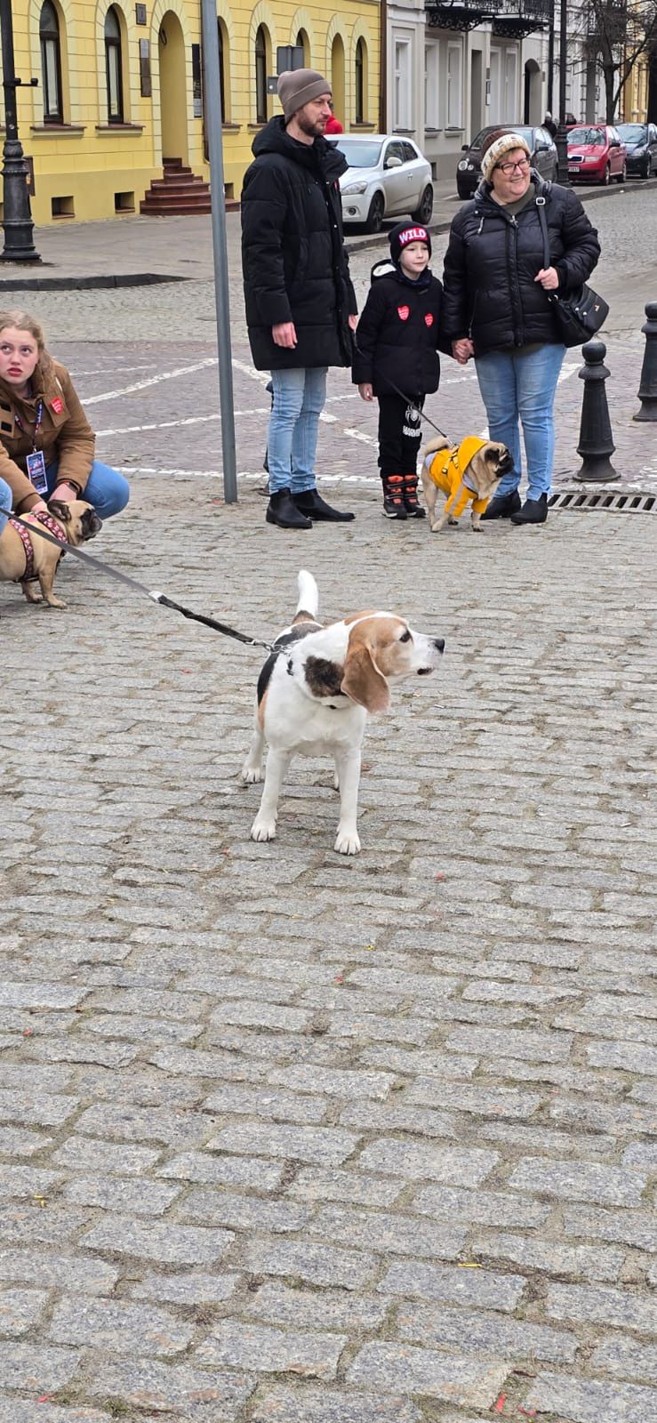 33. Finał Wielkiej Orkiestry Świątecznej Pomocy