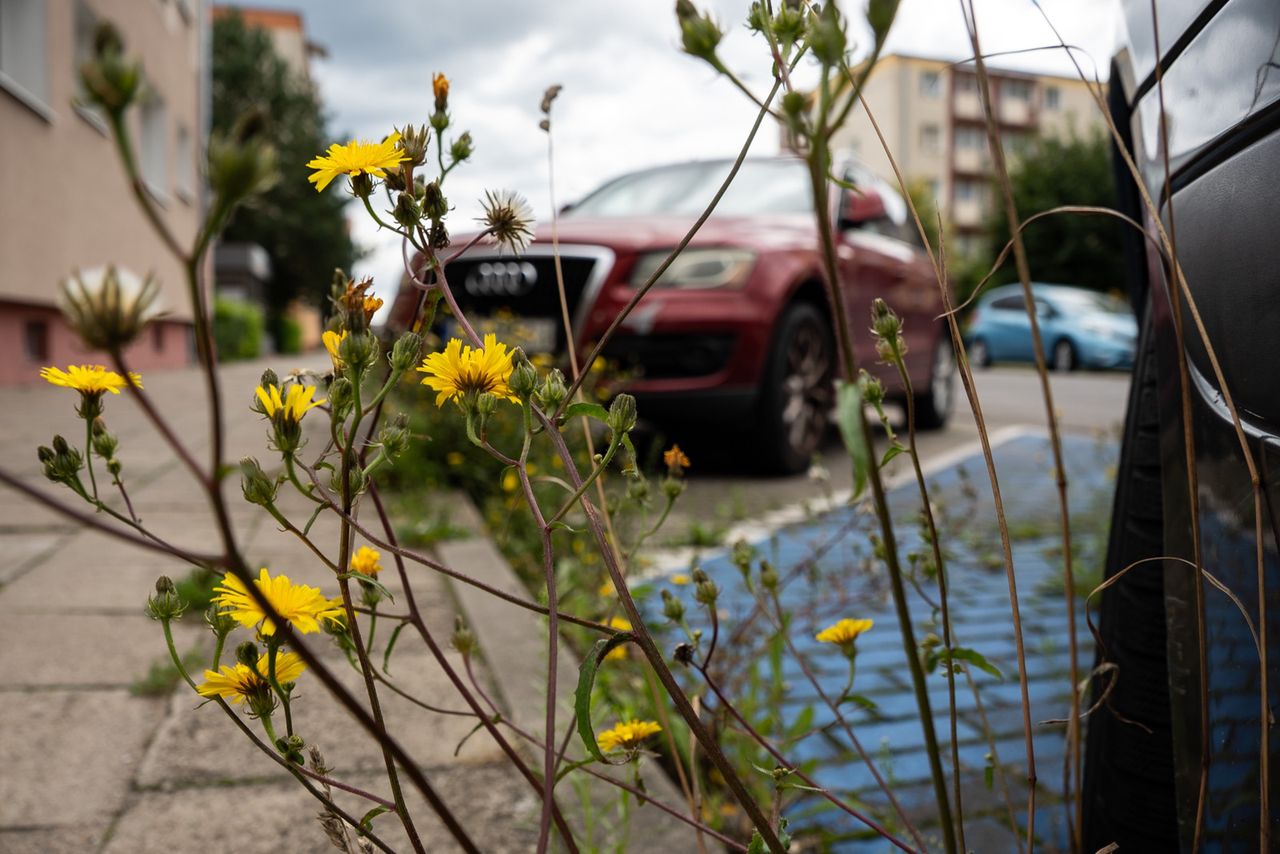 chwasty, zieleń, Piła