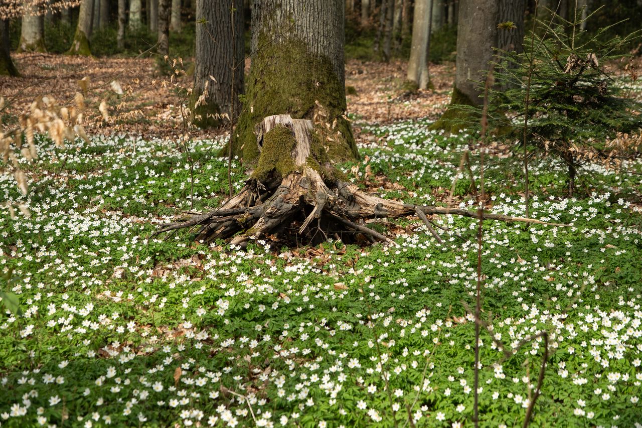 zawilce, kwiaty, wiosna, botanika