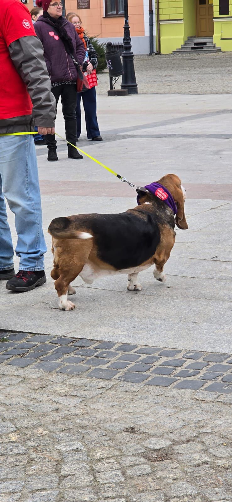 33. Finał Wielkiej Orkiestry Świątecznej Pomocy