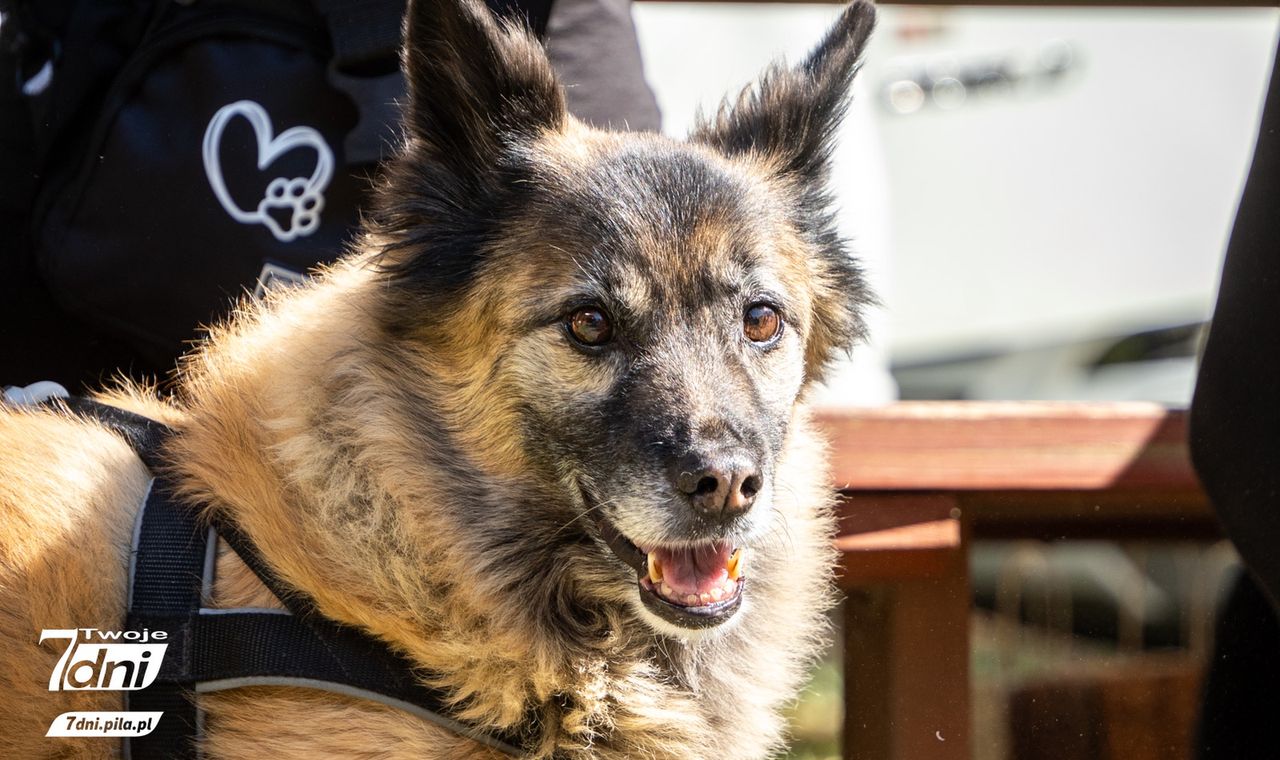 Psi Spacer w Dobrzycy 2025