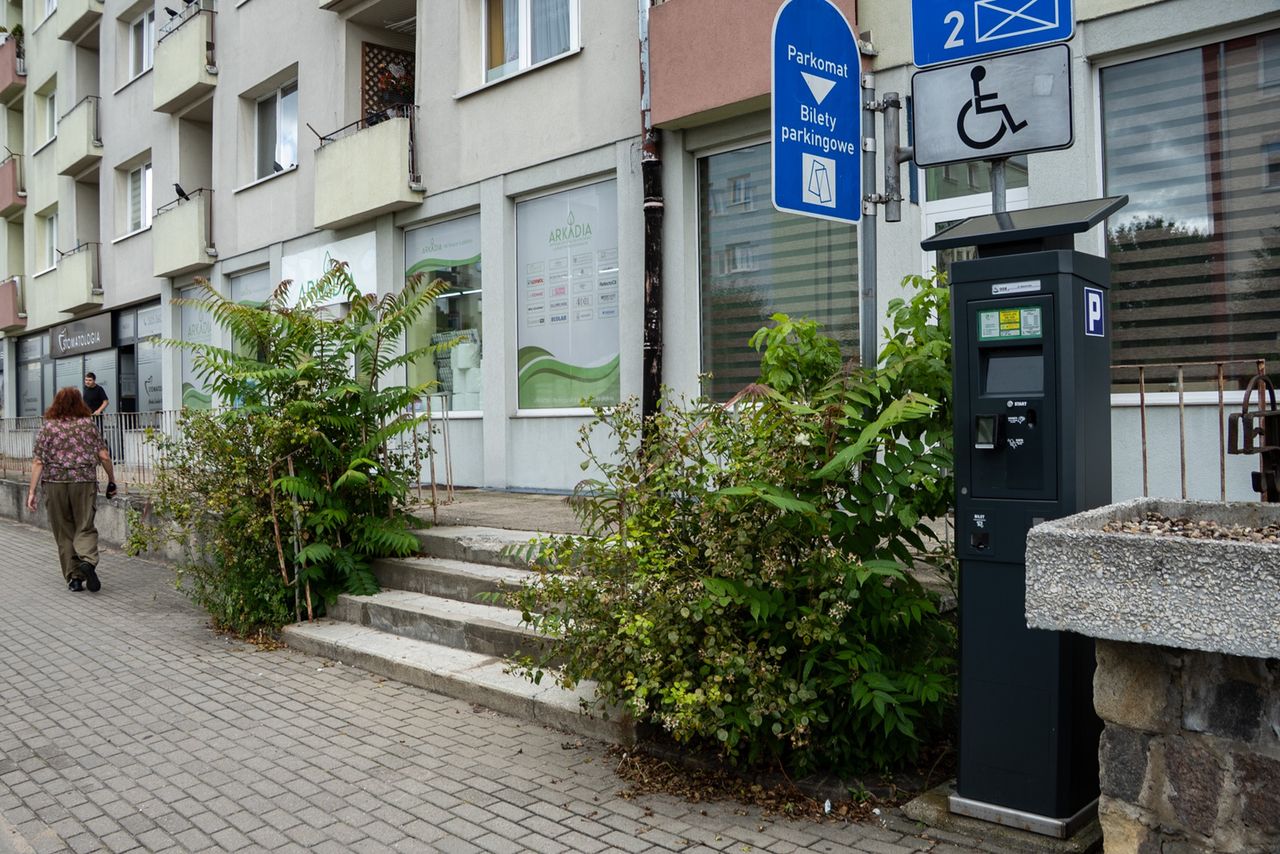 chwasty, zieleń, Piła