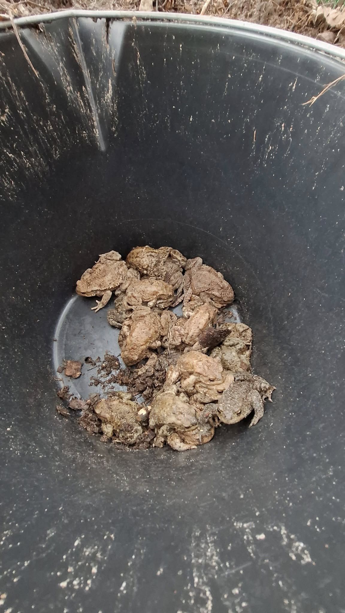 Nadleśnictwo Płock 