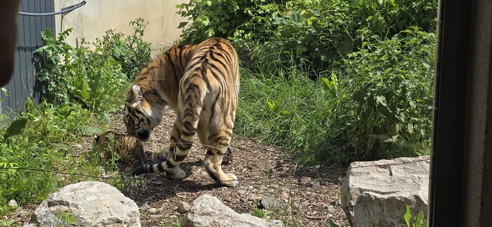 Tygryski syberyjskie z Mamą
