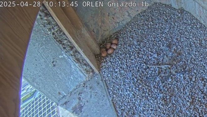 Pustułka złożyła aż 6 jaj