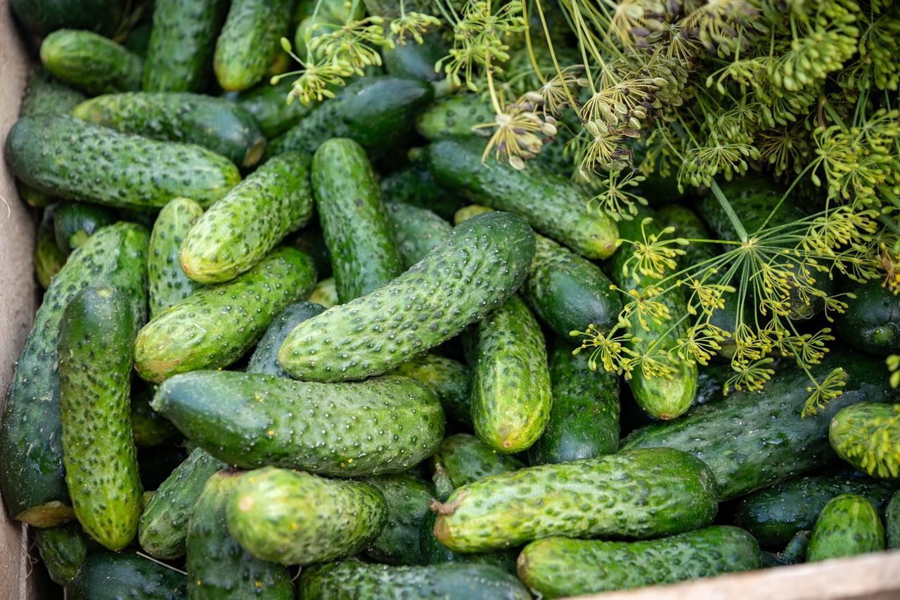 Festyn ogórkowy w Kaliszu Pomorskim, ogórki