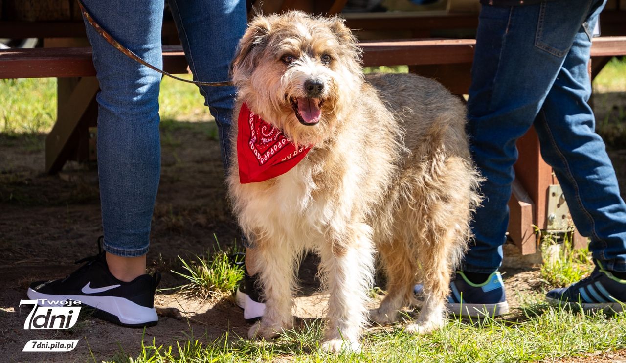 Psi Spacer w Dobrzycy 2025