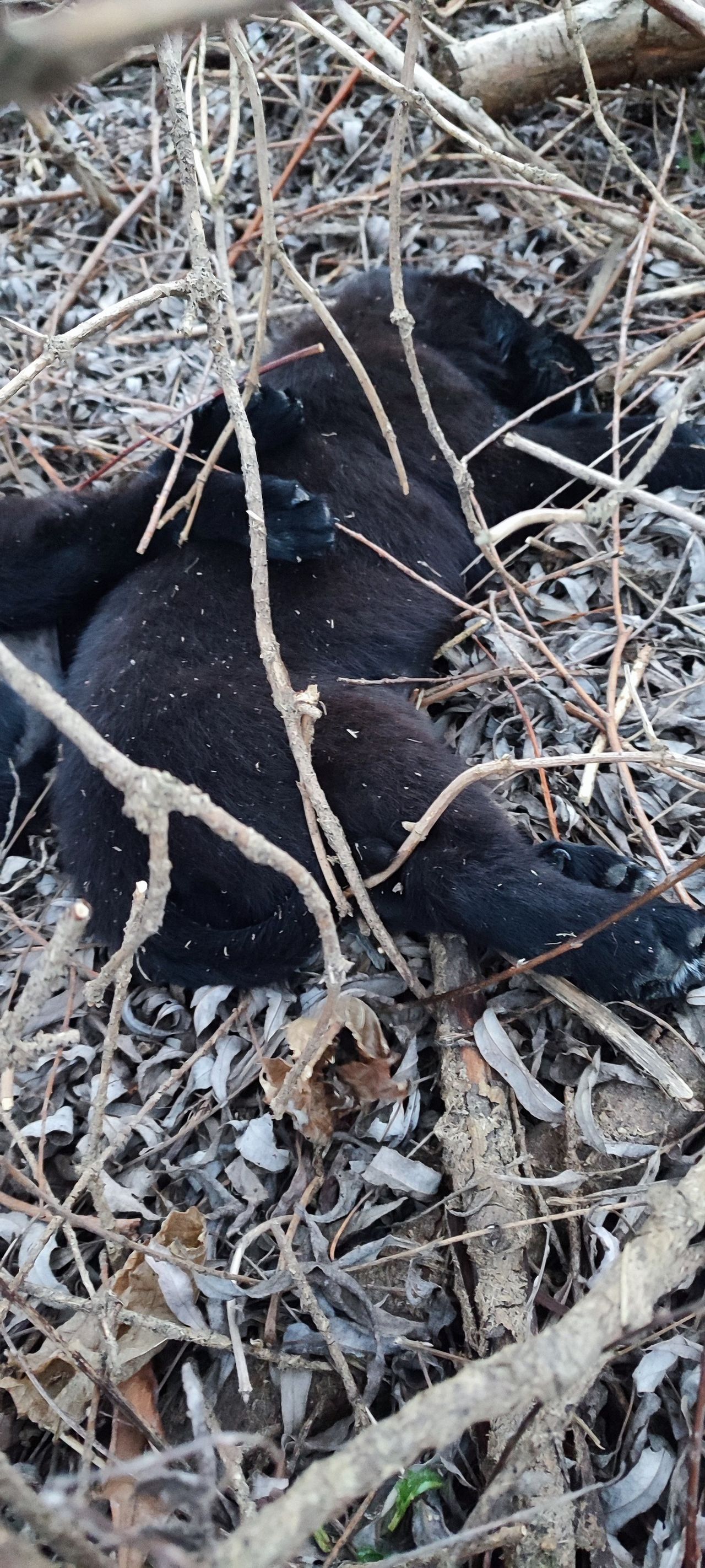 Martwe szczeniaki wyrzucone w krzaki