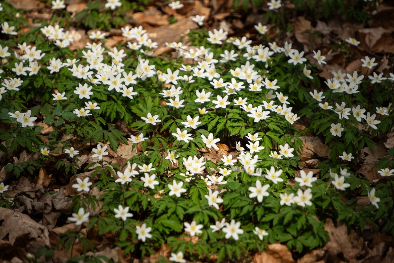 zawilce, kwiaty, wiosna, botanika