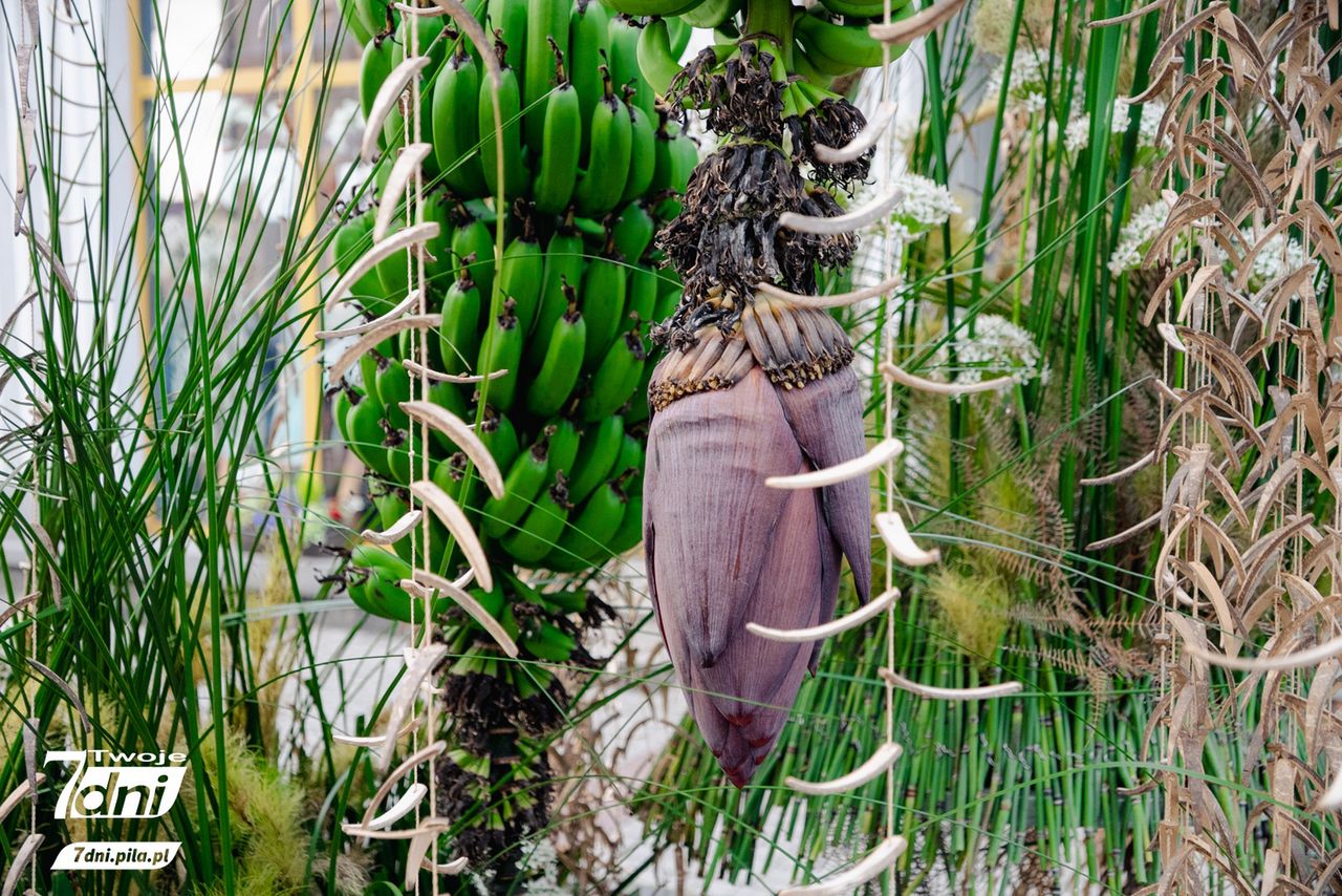 Festiwal 
Kwiatów, Czarnków