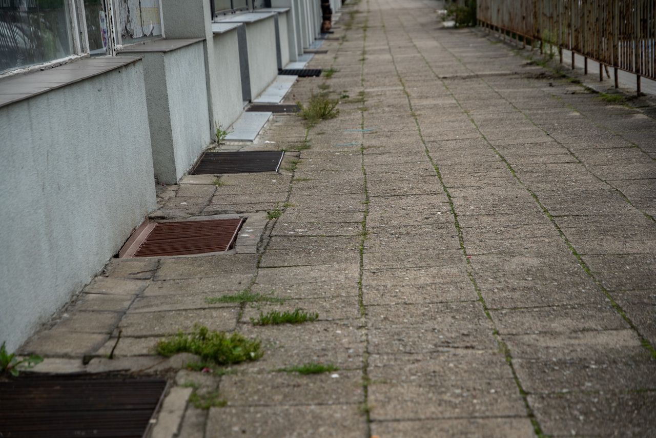 chwasty, zieleń, Piła