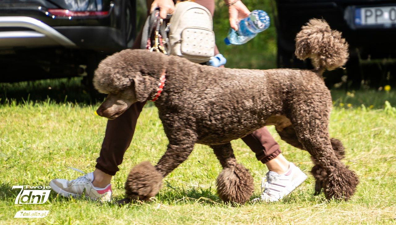 Psi Spacer w Dobrzycy 2025