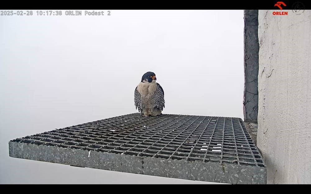 Płockie sokoły wędrowne rozpoczęły sezon lęgowy w Polsce