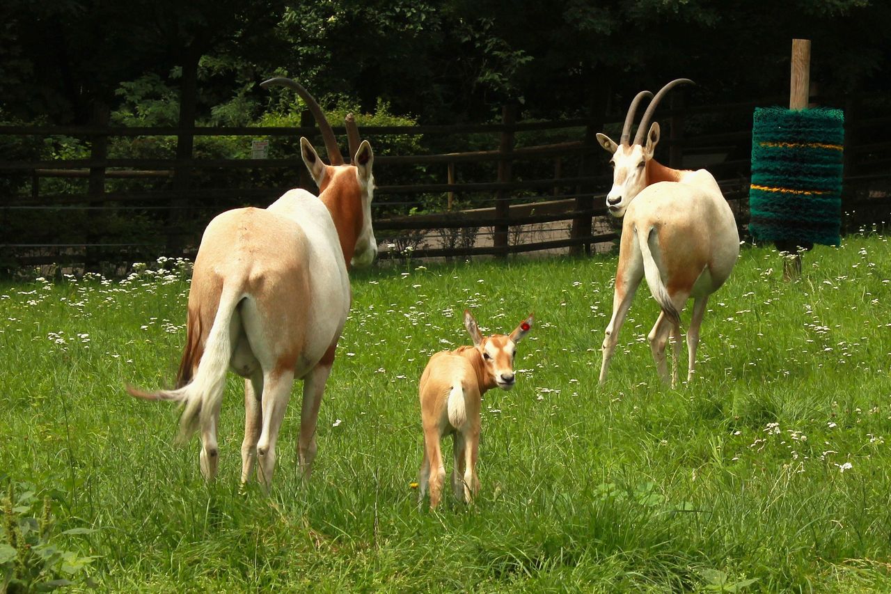 Samiczka przyszła na świat 