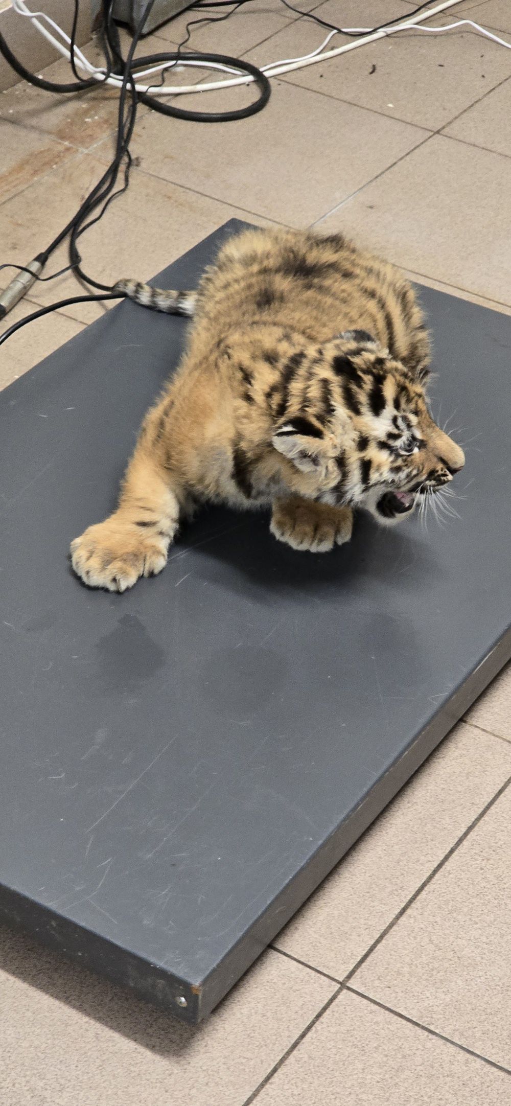 Tygryski syberyjskie z Mamą