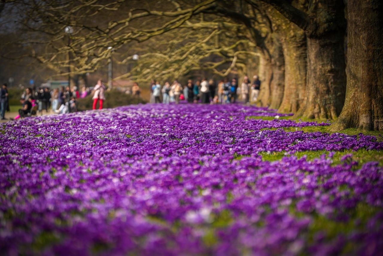 Krokusy Szczecin