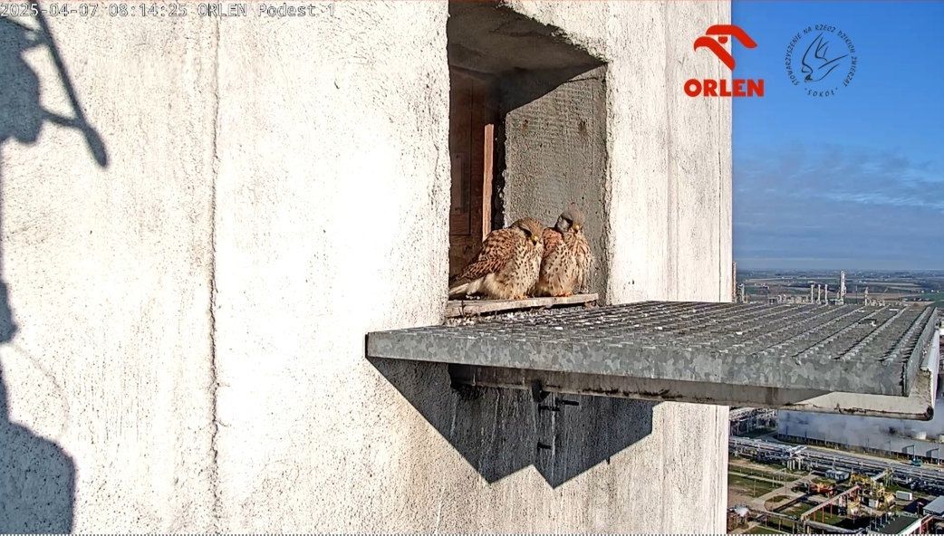 Pustułka złożyła aż 6 jaj