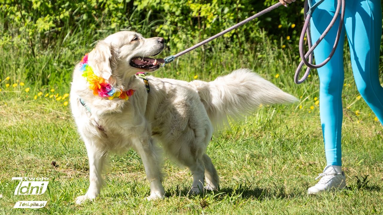 Psi Spacer w Dobrzycy 2025 