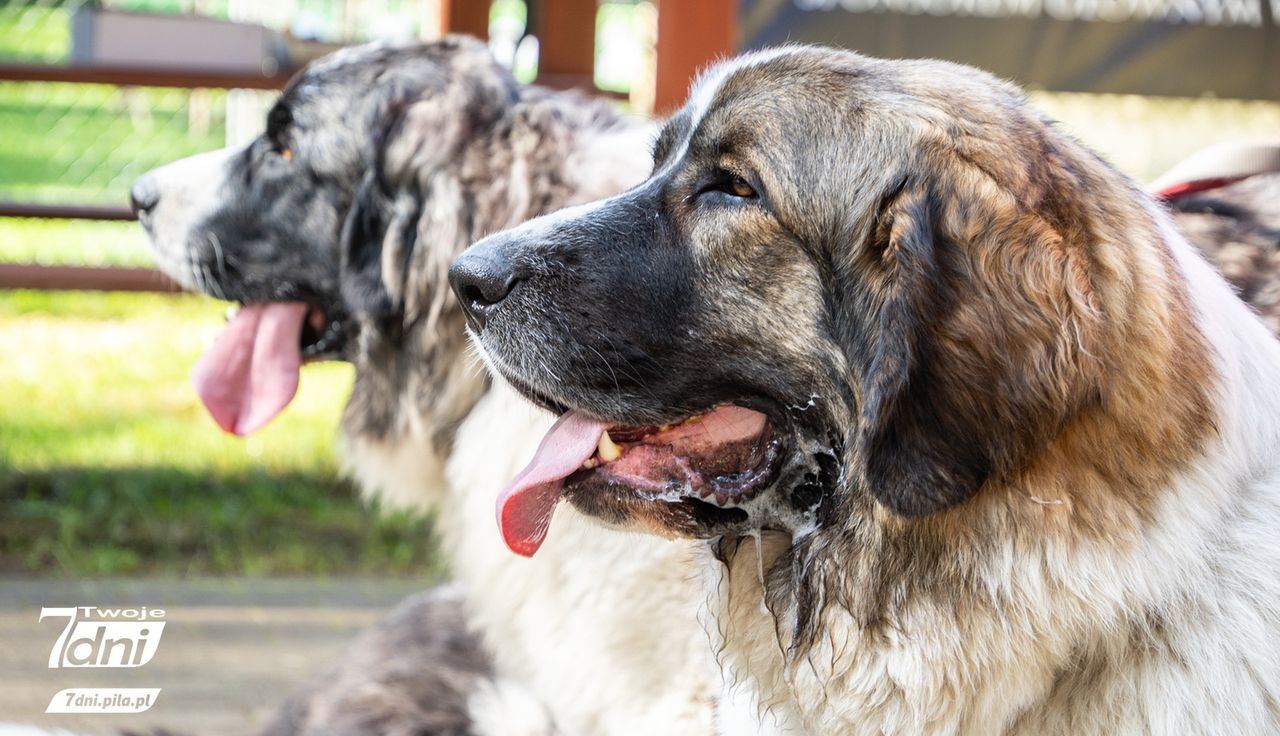 Psi spacer w Dobrzycy, 2025