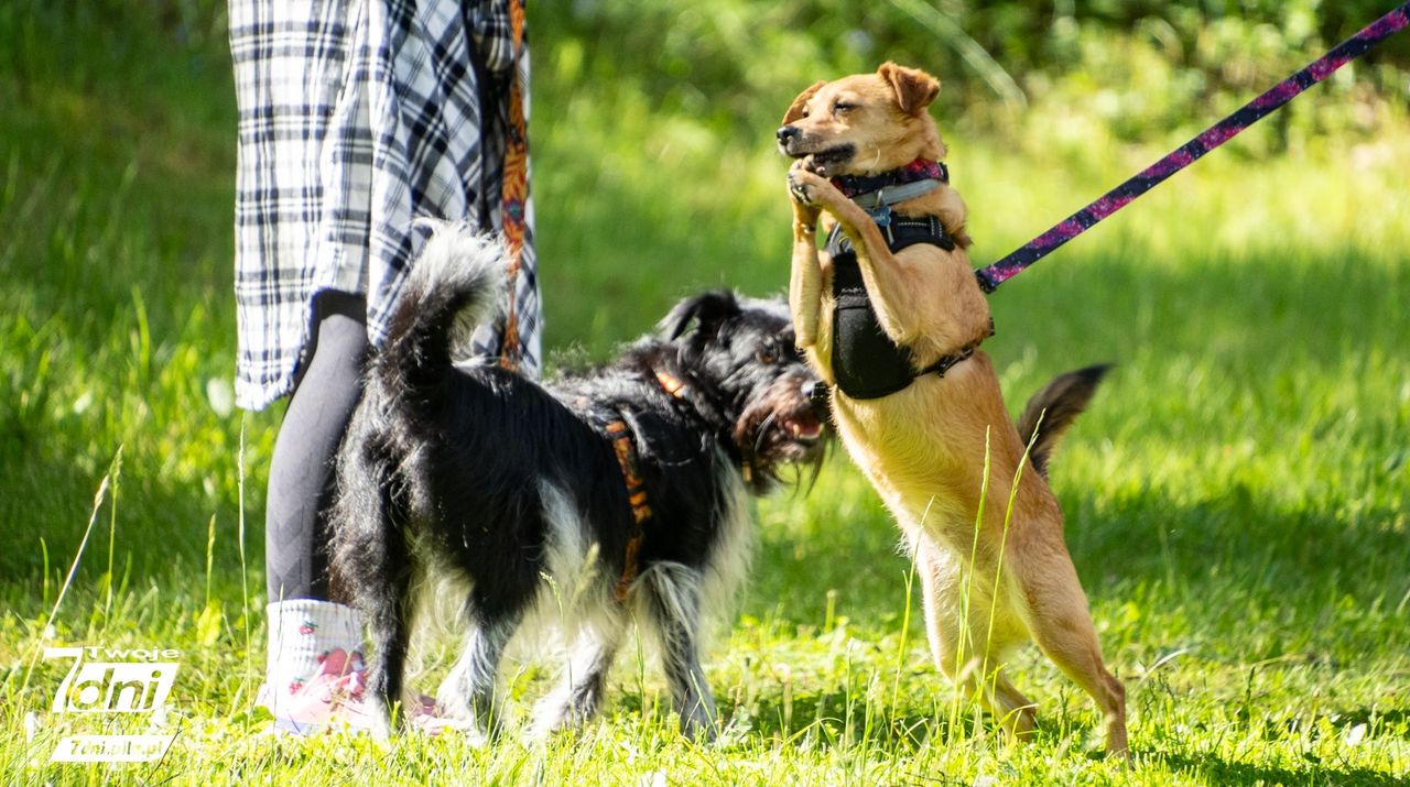 Psi Spacer w Dobrzycy 2025 