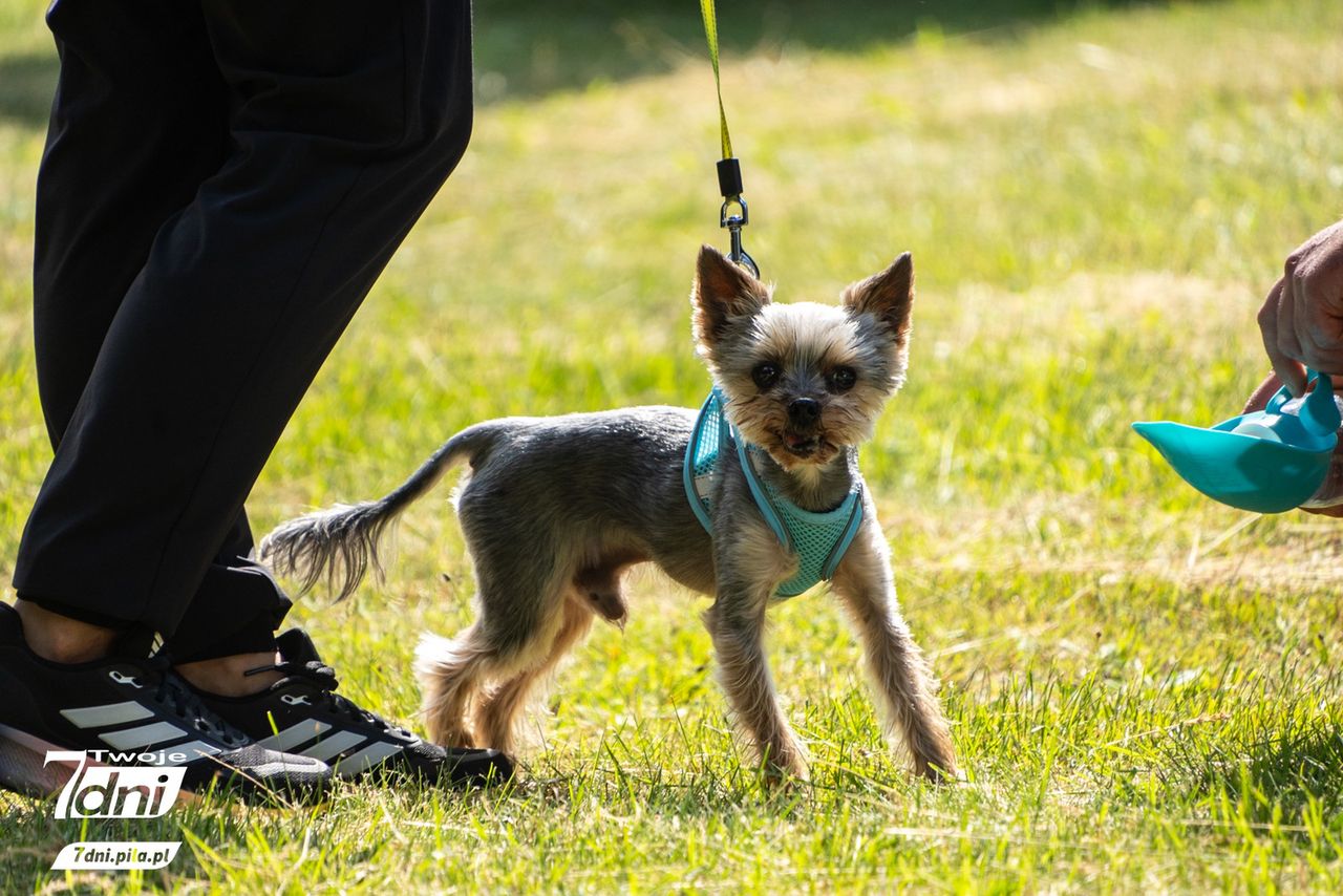 Psi Spacer w Dobrzycy 2025 