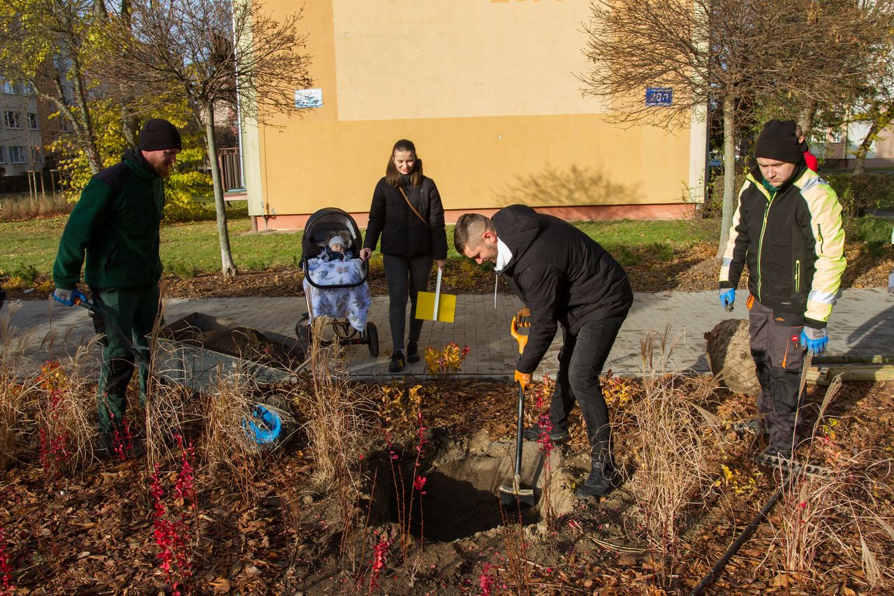 Drzewa młodych Płocczan