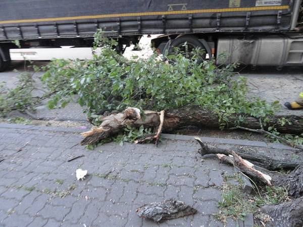 Ciężarówka utknęła pod drzewem