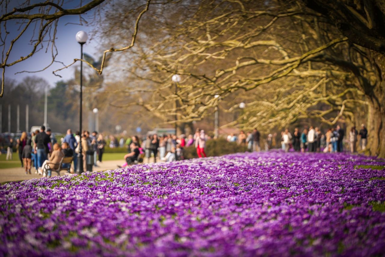 Krokusy Szczecin