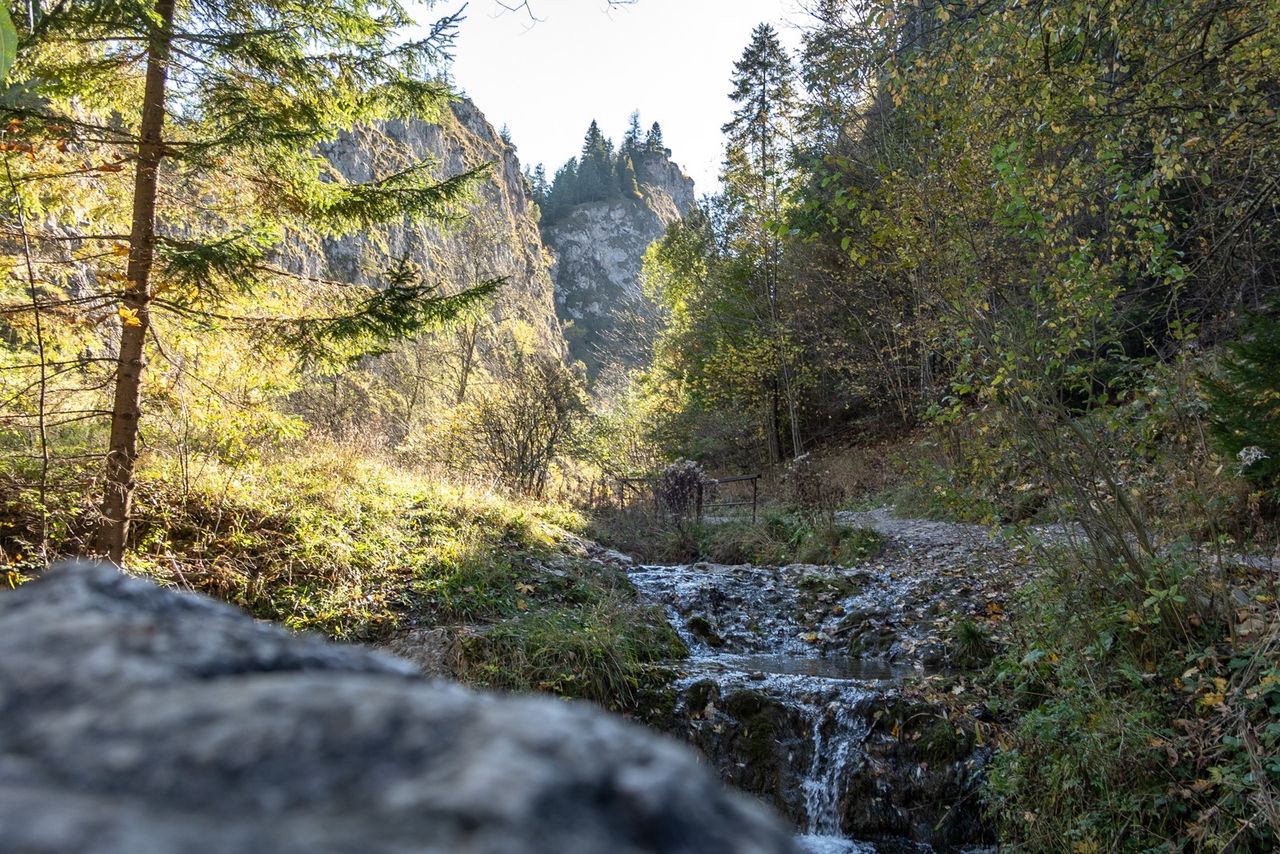 Wąwóz Homole, Homole, Jaworki