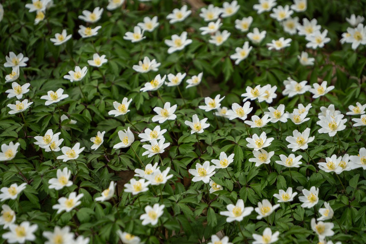 zawilce, kwiaty, wiosna, botanika