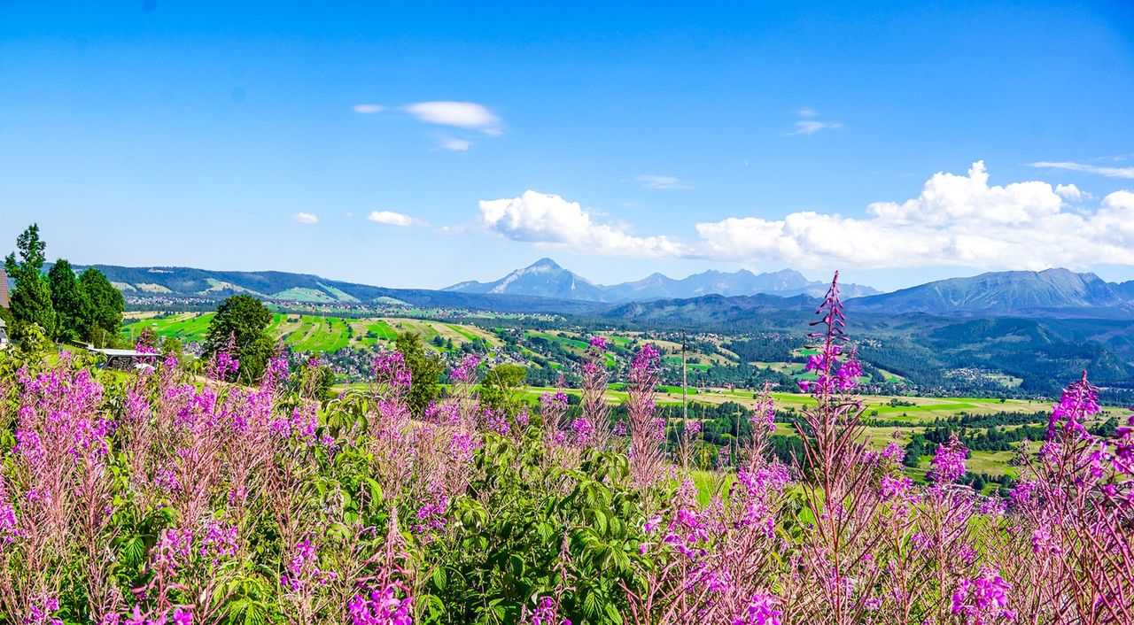 Wierzbówka kiprzyca