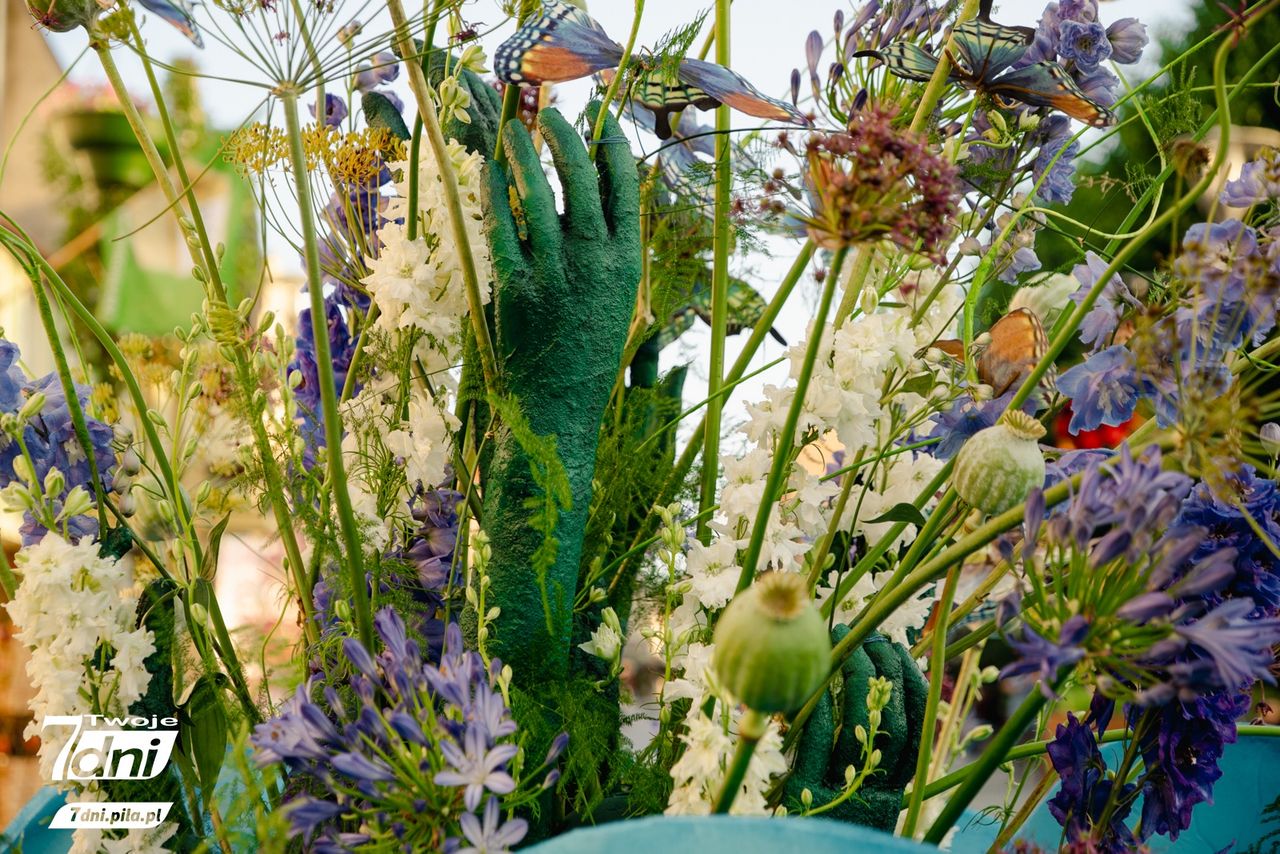 Festiwal 
Kwiatów, Czarnków