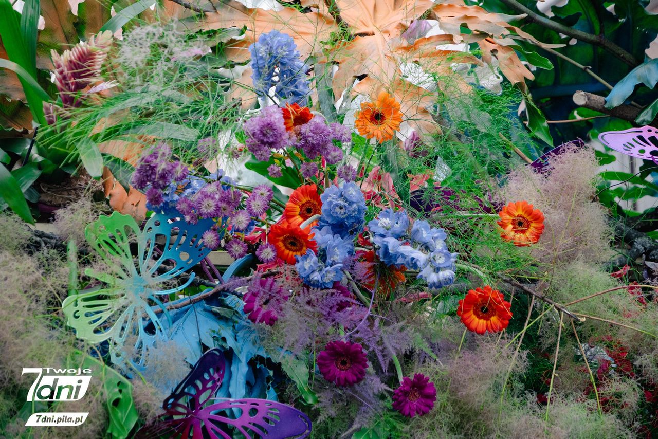 Festiwal 
Kwiatów, Czarnków