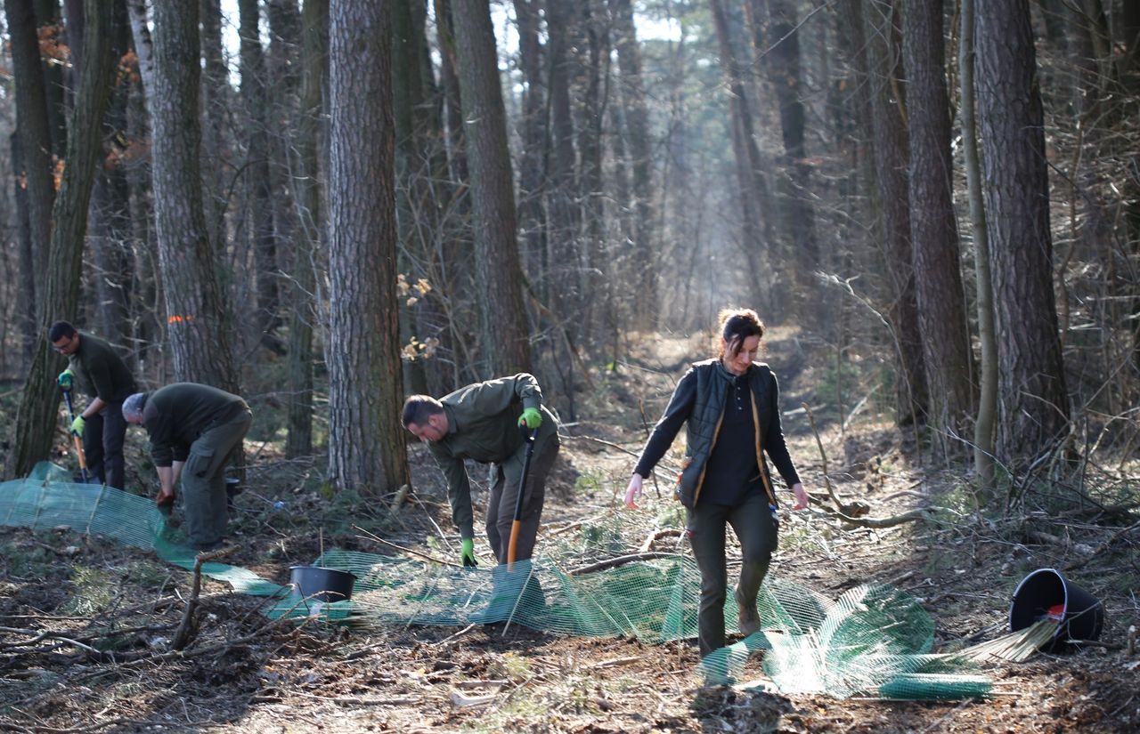 Nadleśnictwo Płock