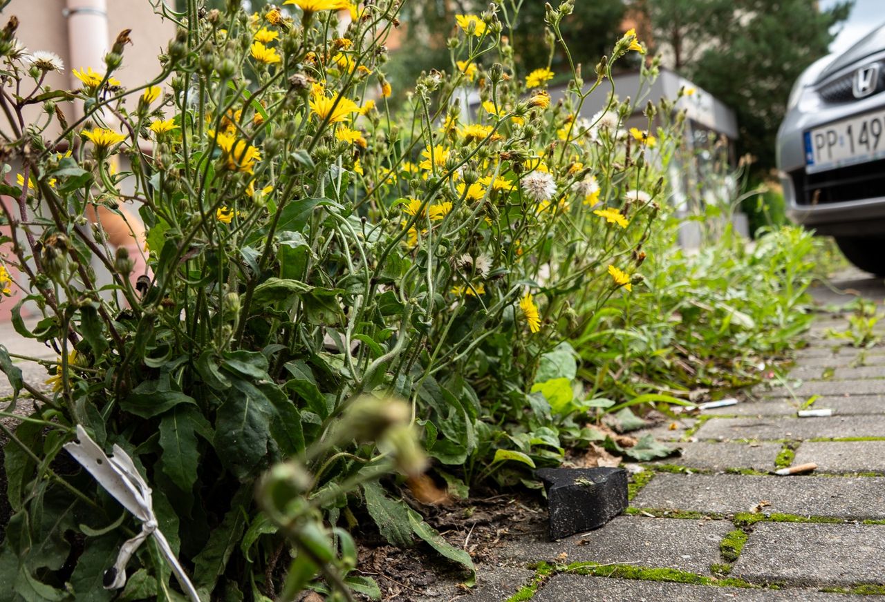 chwasty, zieleń, Piła