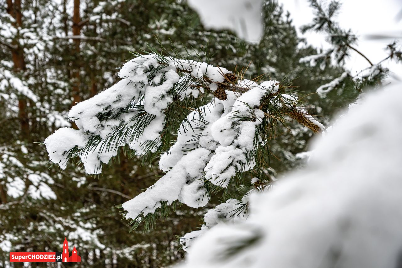 Chodzież, zima, śnieg