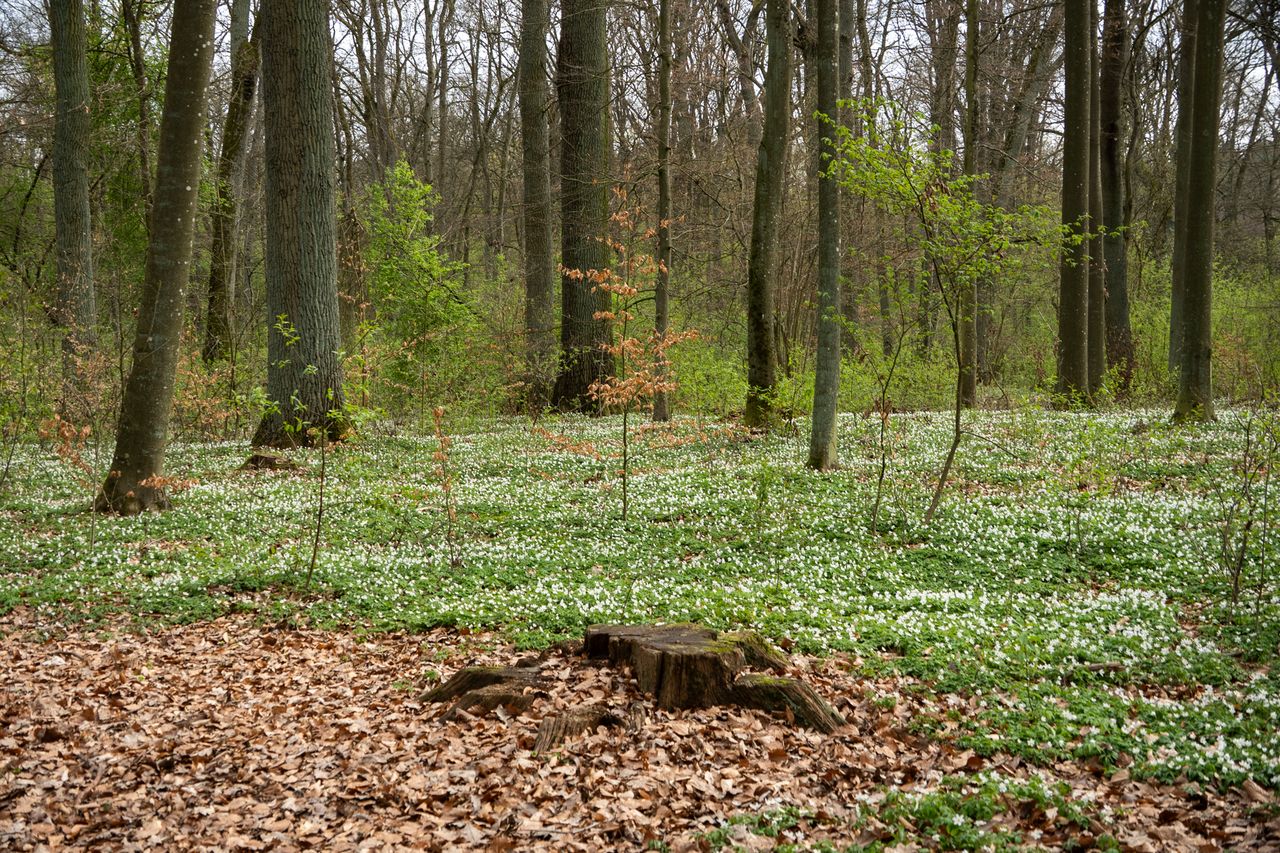 zawilce, kwiaty, wiosna, botanika