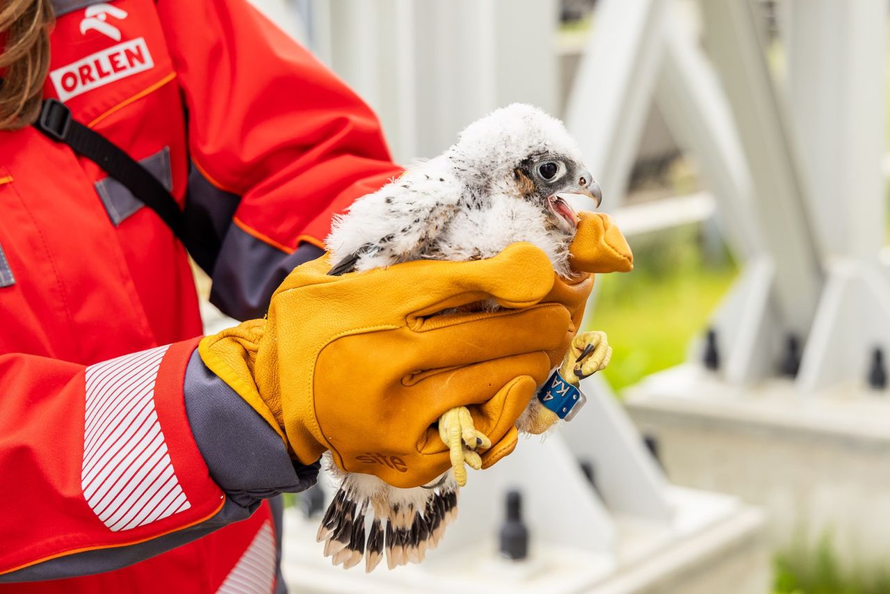 Sokoły już zaobrączkowane