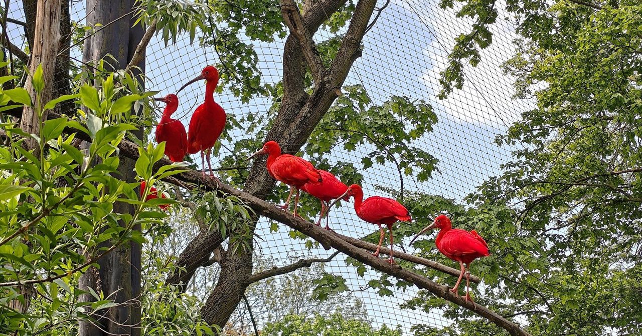 Powrót Ibisów Szkarłatnych