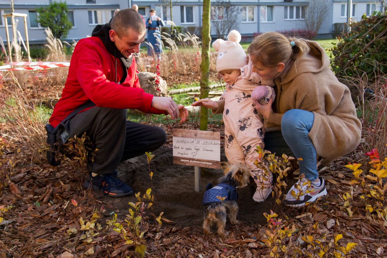 Drzewa młodych Płocczan